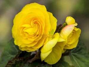 Бегония Крупноцветковая Primary Yellow 1 растение (горшок Р11)
